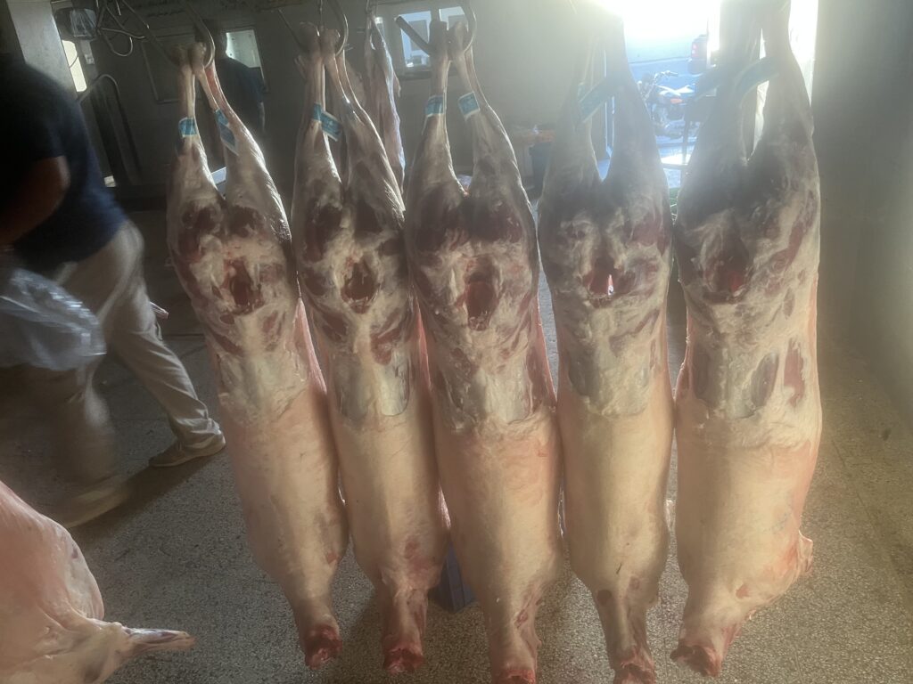 فروش ویژه گوشت بره نر